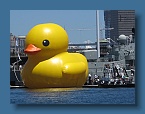 85 Darling Harbour Duck